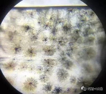 【对虾养殖】对虾应激的危害、症状和预防处理,盛夏天气多变要谨慎