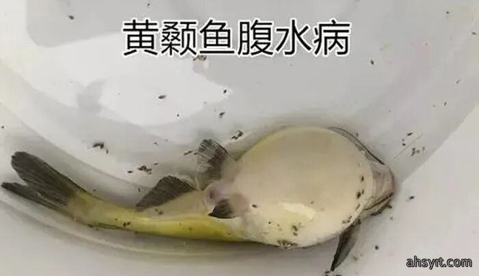 黄颡鱼腹水病
