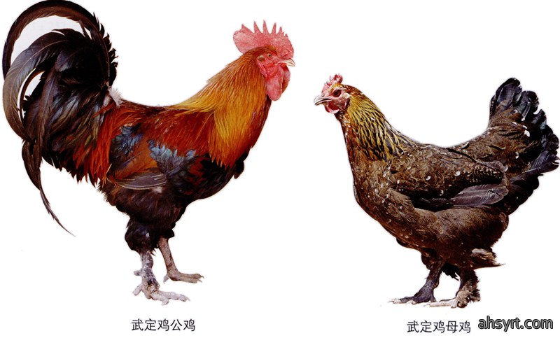 【鸡种大全】武定鸡
