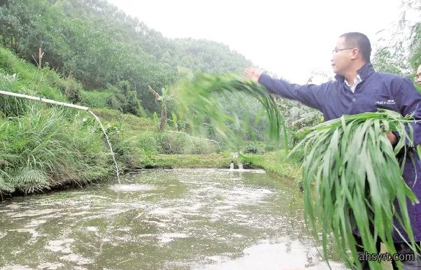 草鱼饲草五注意,选好草种、控量控水质