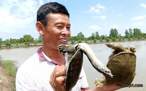 青鱼塘套养甲鱼
