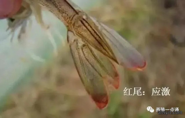 【对虾养殖】对虾应激的危害、症状和预防处理，盛夏天气多变要谨慎