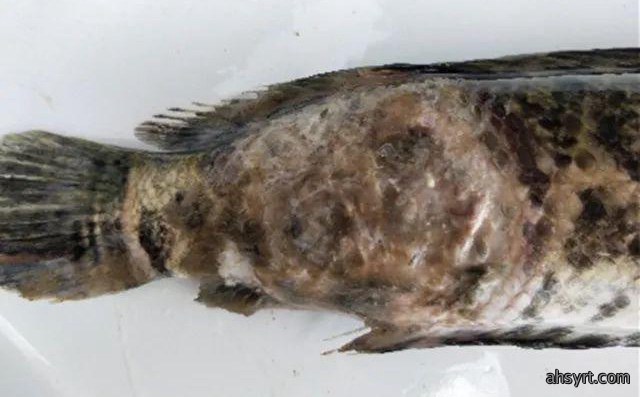 黑鱼水霉病流行特点、症状和防治,定期消毒要严格