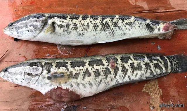 黑鱼水霉病流行特点、症状和防治,定期消毒要严格