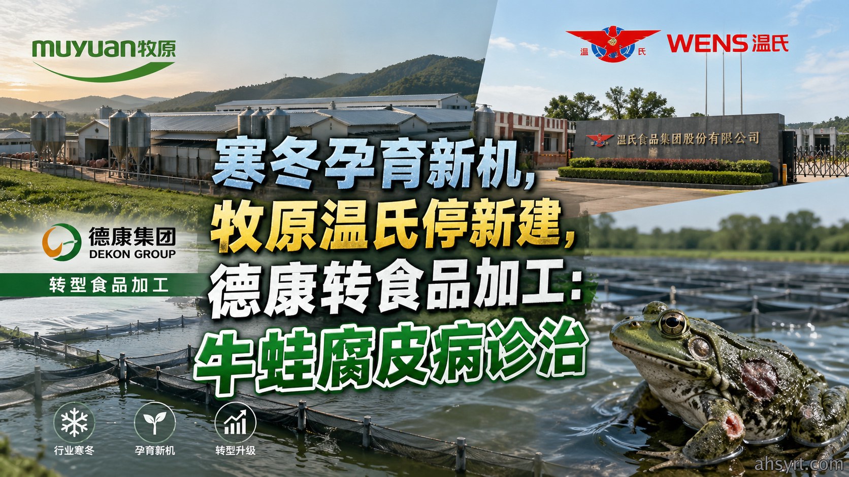 寒冬孕育新机，牧原温氏停新建，牛蛙腐皮病诊治