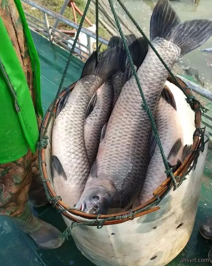 七大淡水鱼生长对比,南北、水域差异显著