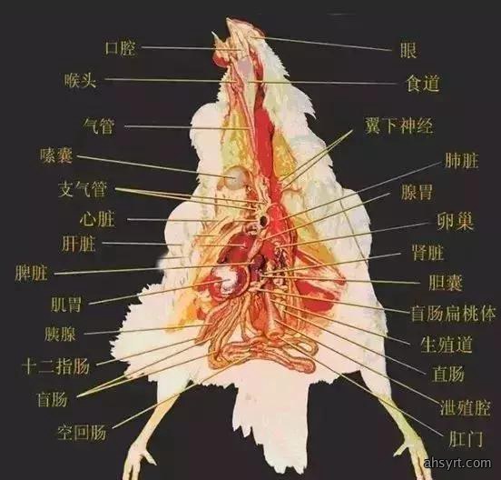 解剖诊断鸡病,三个器官很重要