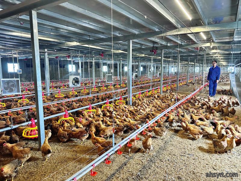 【肉鸡】2025年四大黄羽肉鸡企业业绩预告,2026年肉鸡行情研判