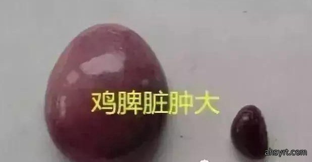 解剖诊断鸡病,三个器官很重要