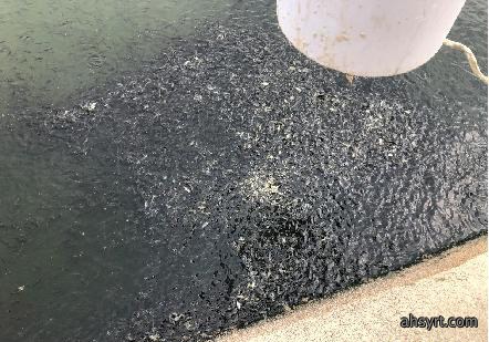 水体溶氧度显著增加,表面活性剂抢救浮头立杆见影