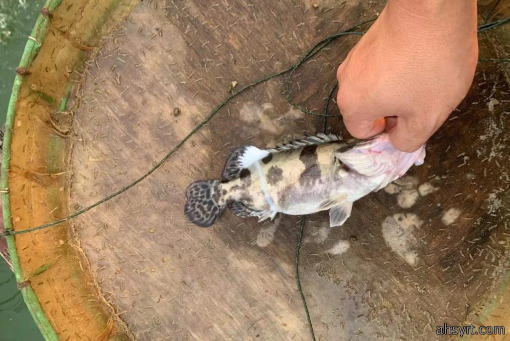 鳜鱼“肤孢子虫”,传统杀虫效果差,以防为主+调水是王道