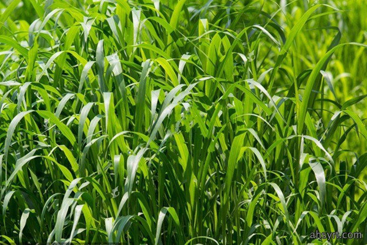草鱼饲草五注意,选好草种、控量控水质