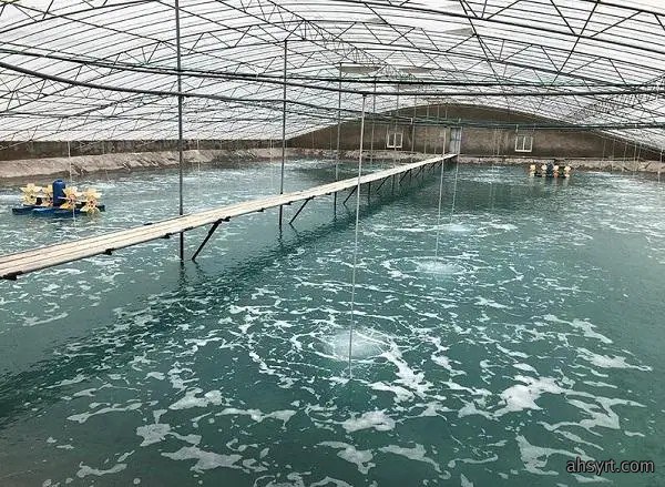 中棚虾🦐养殖模式简介,PK小棚、工厂化高位池优劣比较