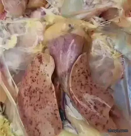 解剖诊断鸡病,三个器官很重要