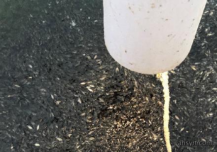 水体溶氧度显著增加,表面活性剂抢救浮头立杆见影