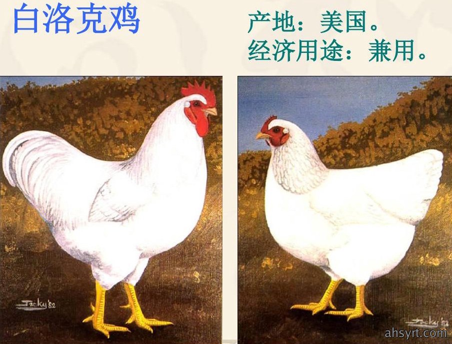 白洛克鸡