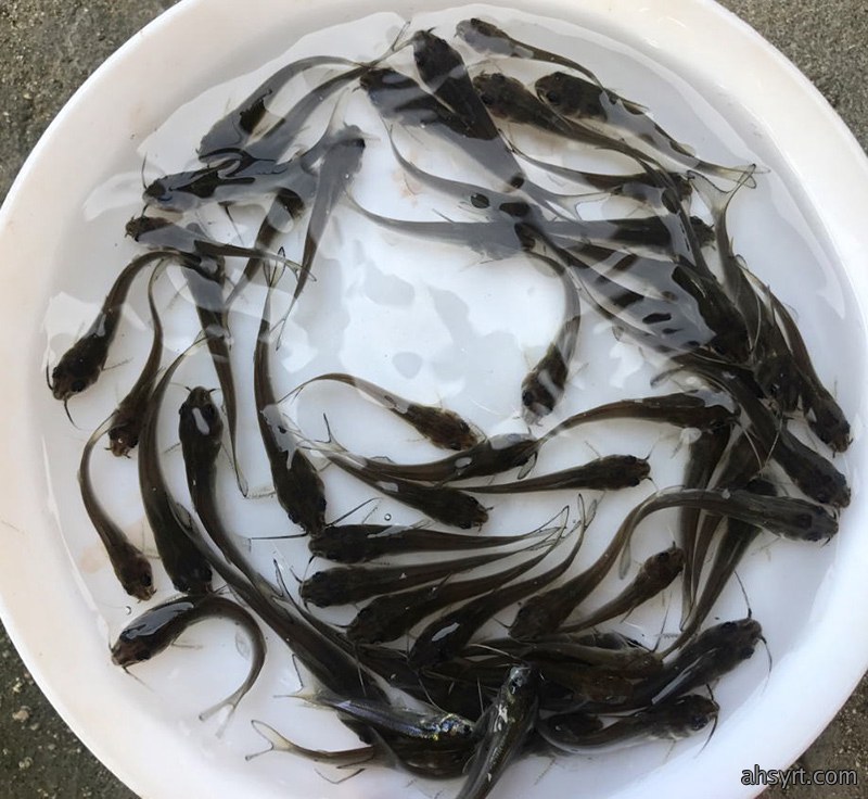 鮰鱼苗大棚养殖效果对比分析,疫病从苗种抓起