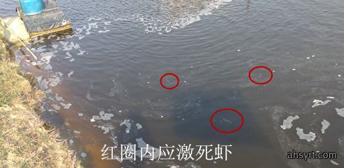 【对虾养殖】对虾应激的危害、症状和预防处理,盛夏天气多变要谨慎