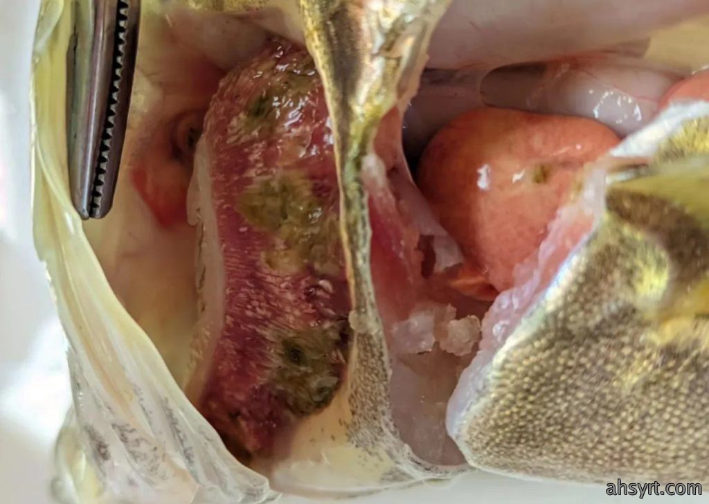 鳜鱼“肤孢子虫”,传统杀虫效果差,以防为主+调水是王道