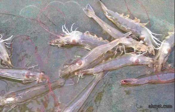 【对虾养殖】对虾应激的危害、症状和预防处理,盛夏天气多变要谨慎