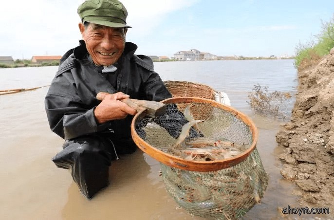 鲢鳙鱼种混养南美白对虾,滤食残饵、粪便,减轻改底压力