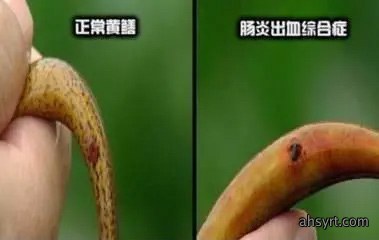 黄鳝肠炎