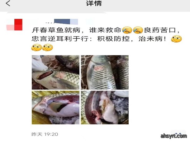 鱼瘟又来啦,从南到北,有塘口损失过万斤,2023年或加剧?草鱼越冬综合症如何防?如何治?
