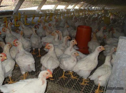肉鸡养殖全周期疫病防控和科学用药策略
