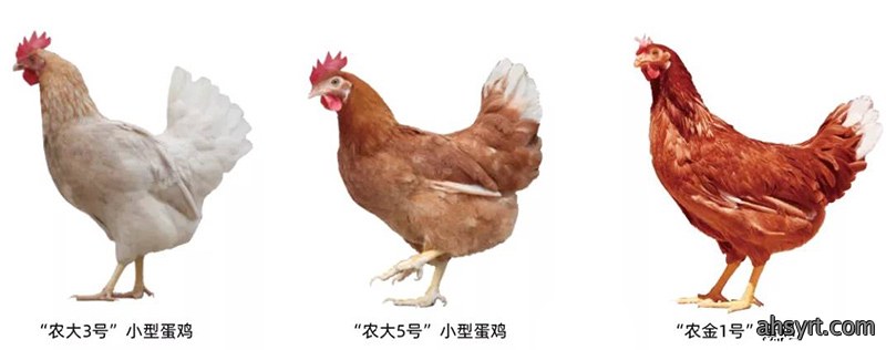 粉壳蛋鸡十大品种