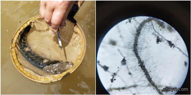 黑鱼水霉病流行特点、症状和防治,定期消毒要严格