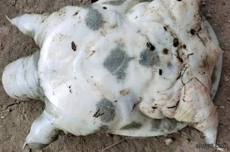 甲鱼水肿病，抗生素、中药不见效？咋整？