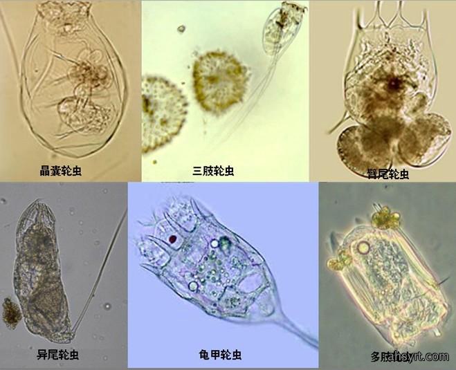 鲢鱼养殖较为常见的几种天然饵料,荤素搭配、营养健康