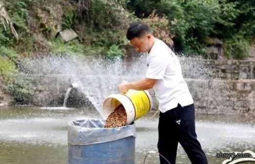 脆肉鲩利润翻数倍,草鱼脆化关键——饲料