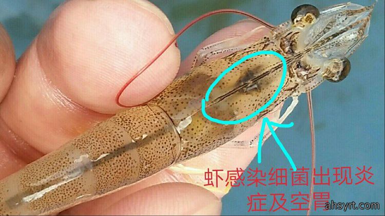 对虾偷死、氨氮亚盐升高、水浑、缺藻怎么办?