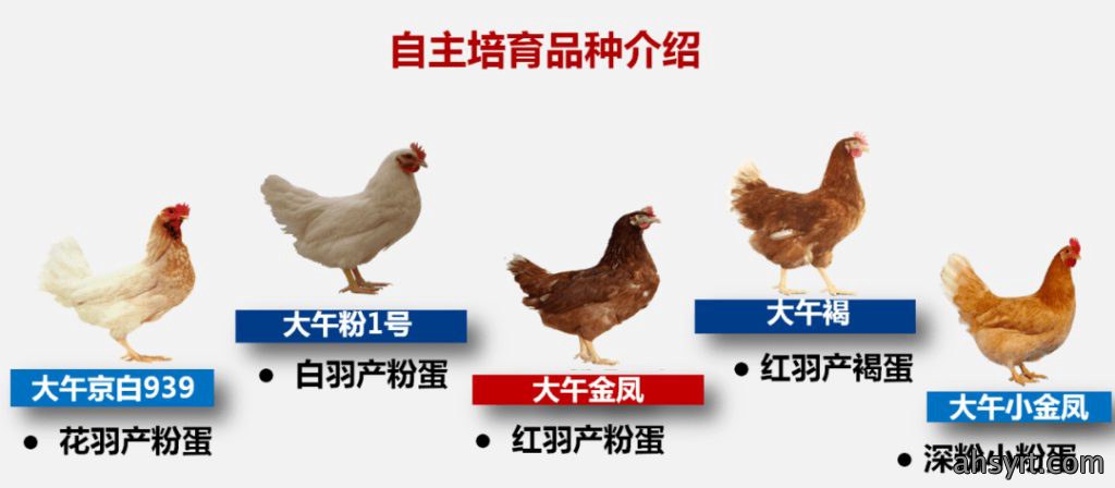 粉壳蛋鸡十大品种