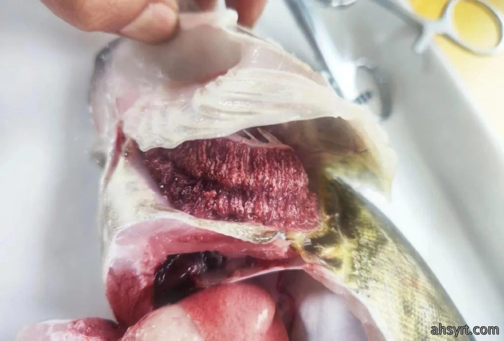 鳜鱼“肤孢子虫”，传统杀虫效果差，以防为主+调水是王道